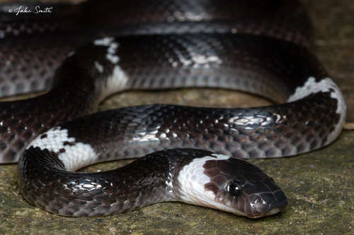 Malayan Banded Wolf Snake