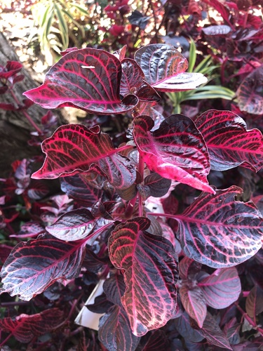 Bloodleaf