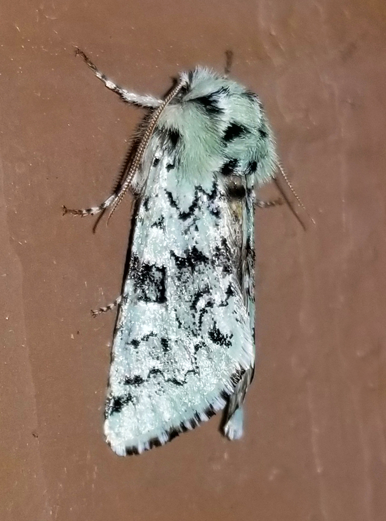 Major Sallow from Fentress County, TN, USA on March 24, 2025 at 07:45 ...