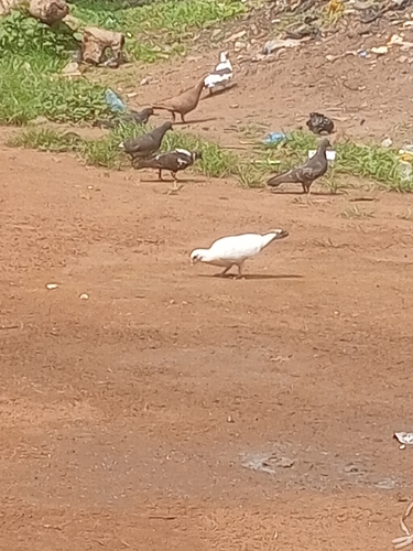 Feral Pigeon