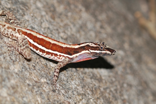 Taylor's Anole
