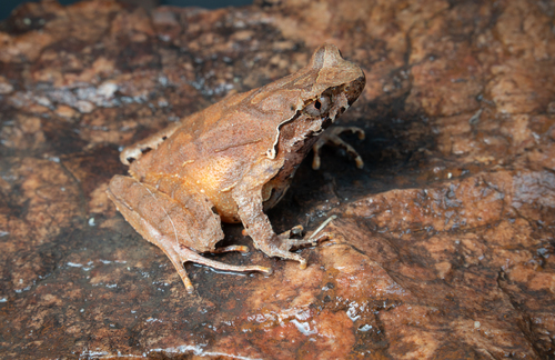 Sangzhi Horned Toad