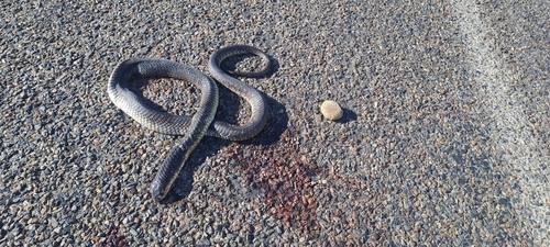 Snouted Cobra
