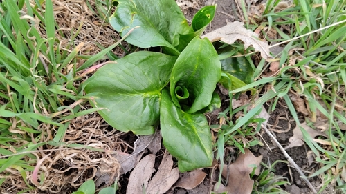 Arum besserianum