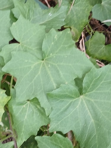 White Bryony