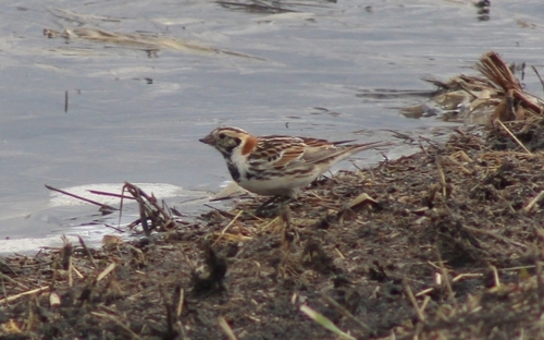 Lapland Longspur