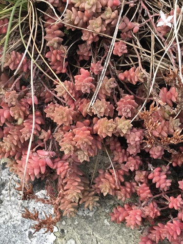 English Stonecrop