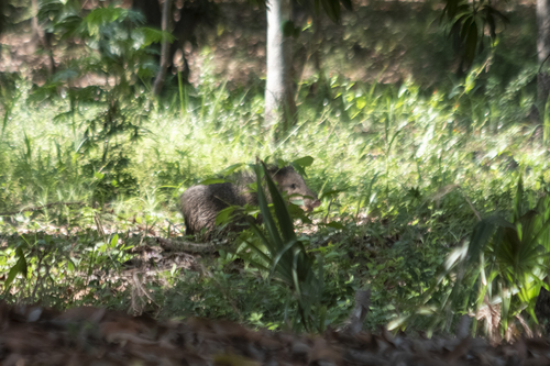Collared Peccary (Pecari tajacu)