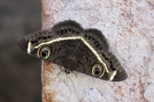 Creamstriped Owl