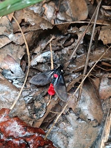 Aethria haemorrhoidalis