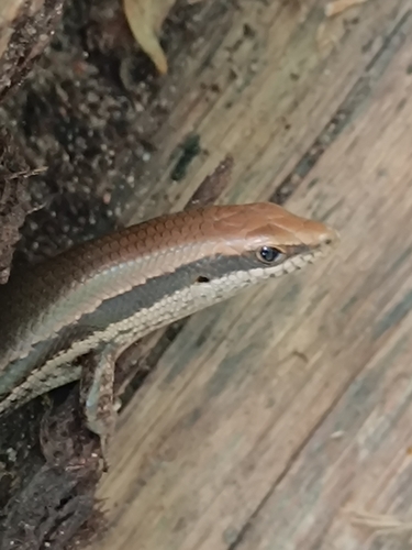 South American Spotted Skink