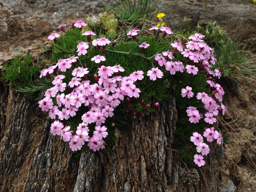 Moss Campion