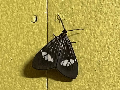 Asian Magpie Moth