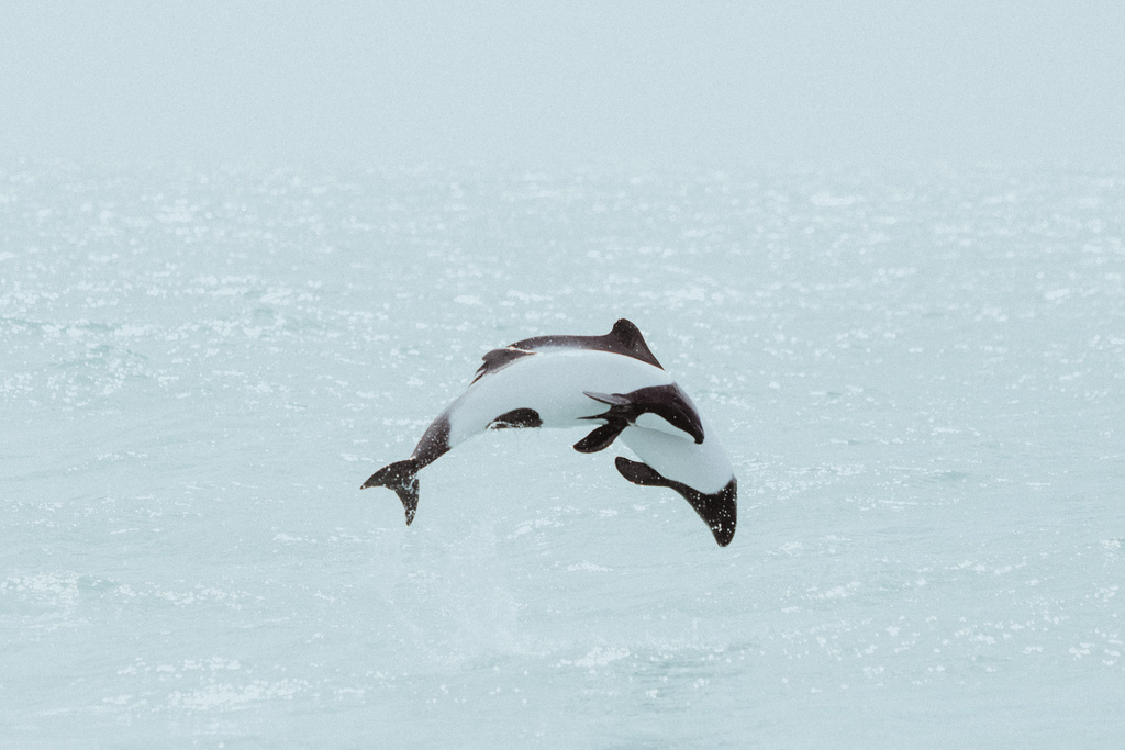 A Commerson’s dolphin in the sea off Argentina