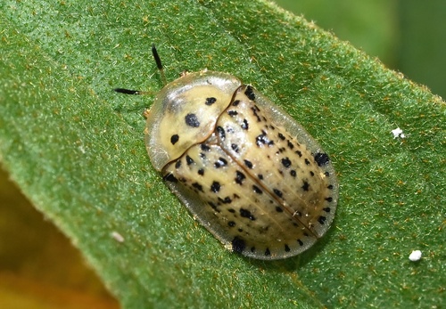 Three-spot Tortoise Beetle