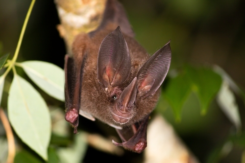 Cozumelan Golden Bat