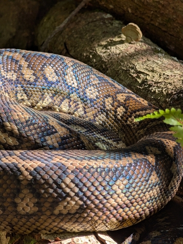 Coastal Carpet Python sighting