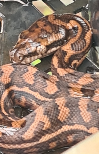 Coastal Carpet Python sighting