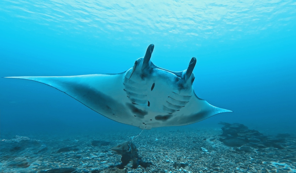 Reef manta ray