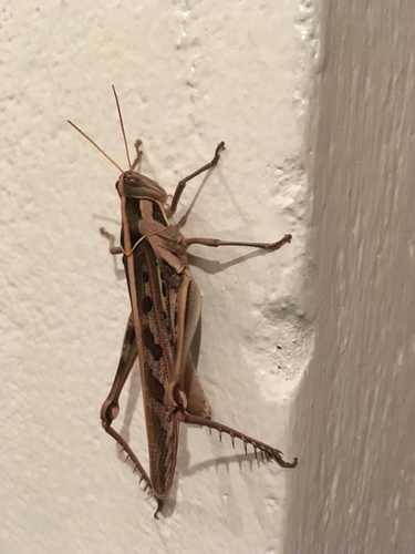 Brown‐spotted Locust