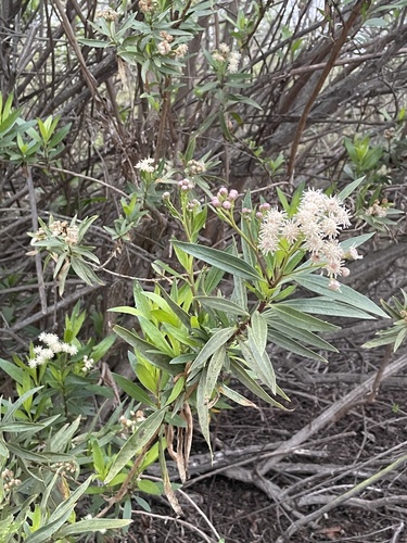 iNaturalist observation photo of mule fat