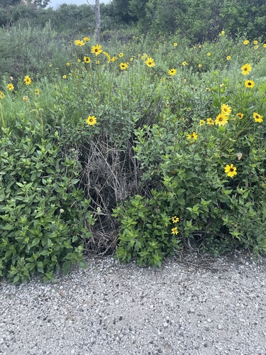 iNaturalist observation photo of California brittlebush