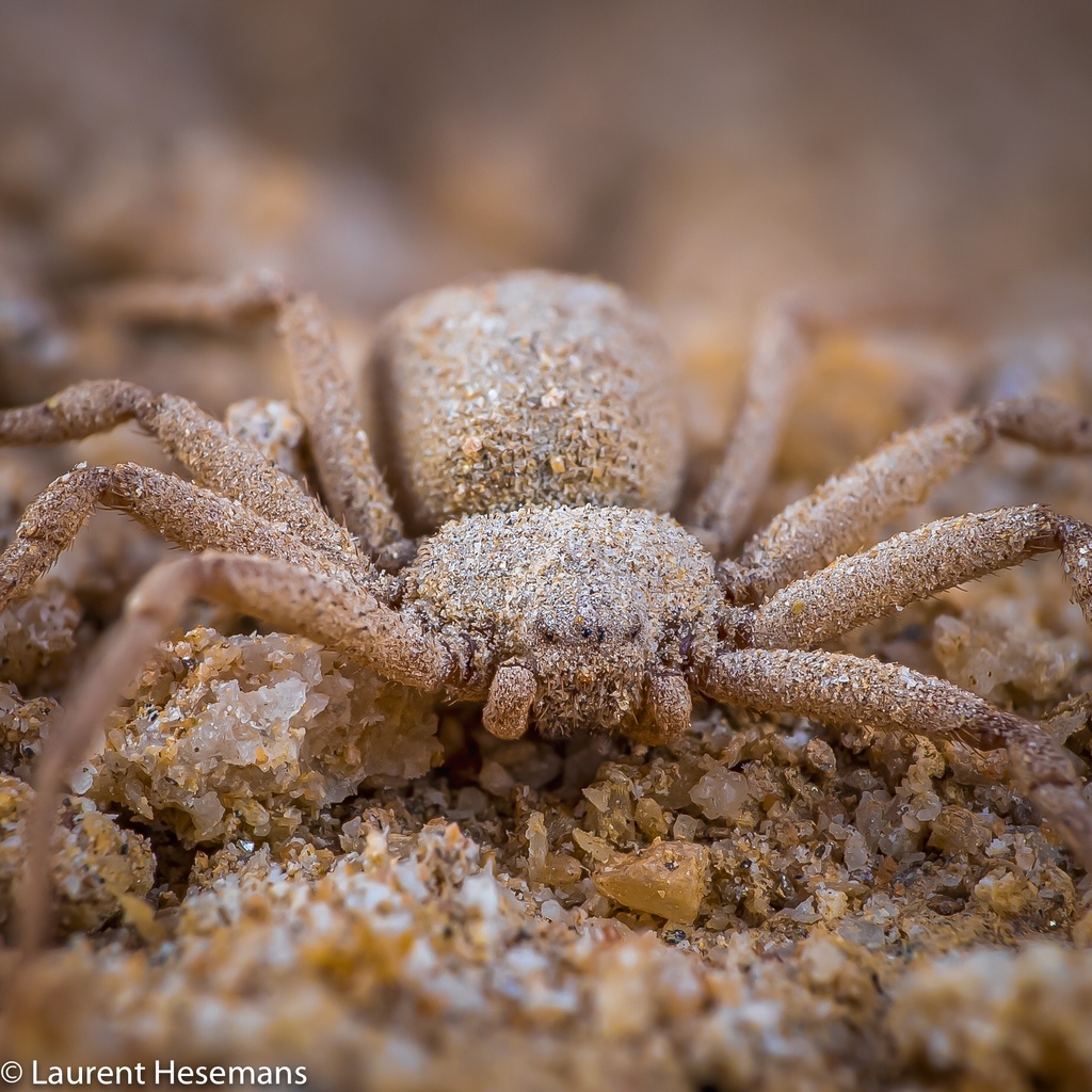 Six-eyed Sand Spiders from Namib-Naukluft Park, , Erongo, NA on August