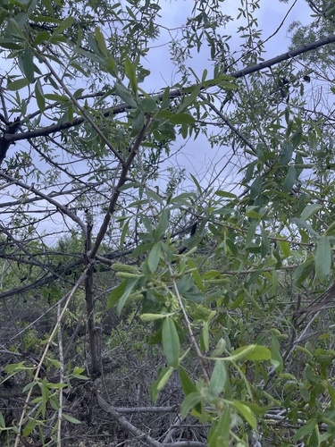 iNaturalist observation photo of Goodding's willow