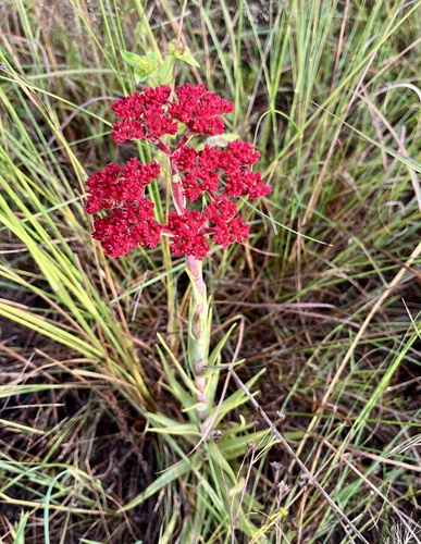 grassland red crassula