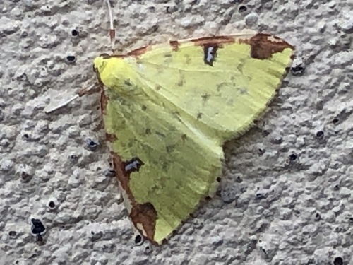 Brimstone Moth