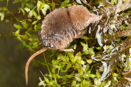 Eurasian Pygmy Shrew
