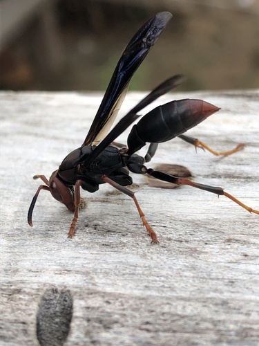 Polistes ferreri