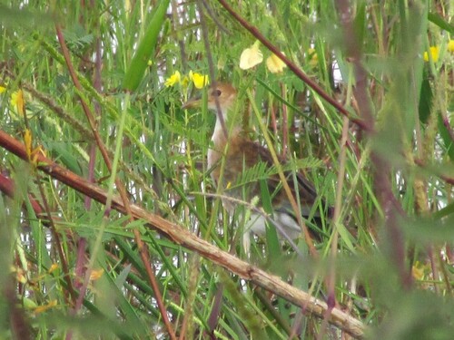 Azure Gallinule