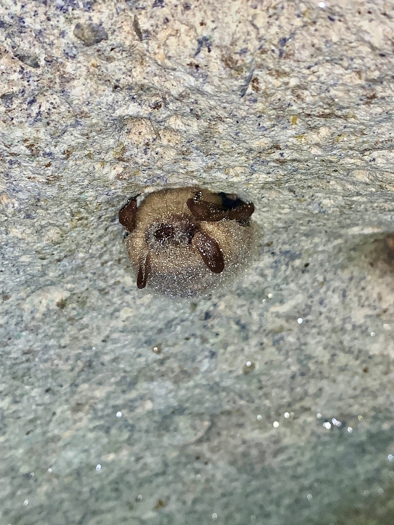 Tricolored Bat in December 2020 by Joelle Faith · iNaturalist