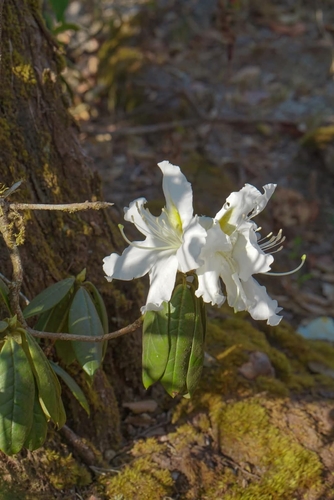 Westland's Rhododendron