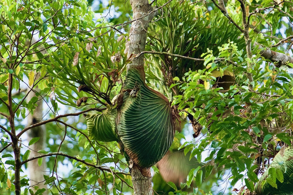 Ridley's staghorn fern (Platycerium ridleyi) · iNaturalist