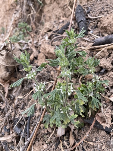 Lagopsis supina