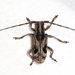 Blepephaeus succinctor - Photo (c) gernotkunz, todos los derechos reservados, subido por gernotkunz