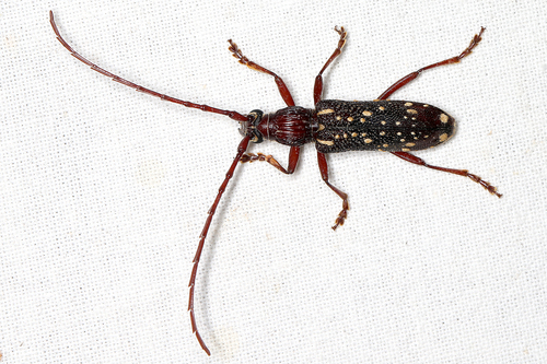 Xoanodera maculata