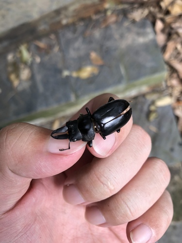 Prosopocoilus forficula