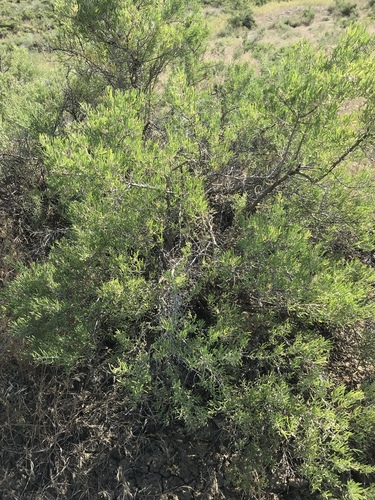 iNaturalist observation 2019-08-02