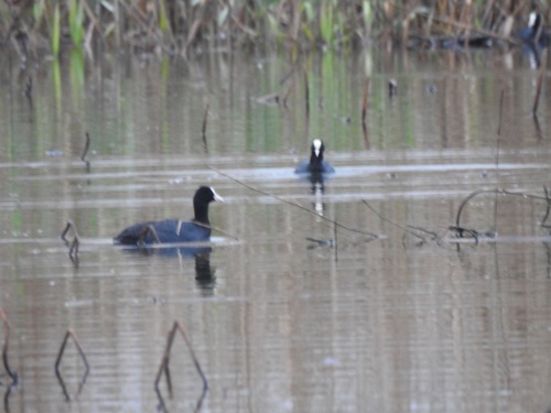 Eurasian Coot
