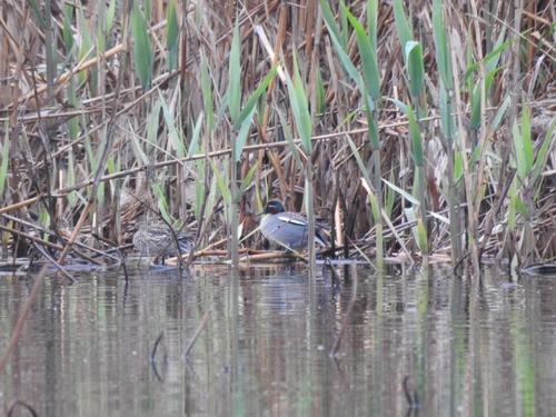 Eurasian Teal