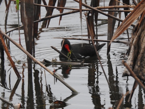 Common Moorhen