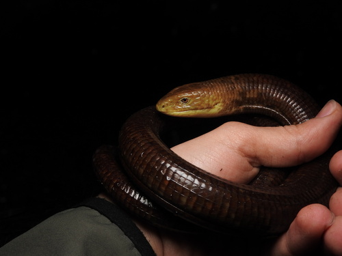 European Glass Lizard