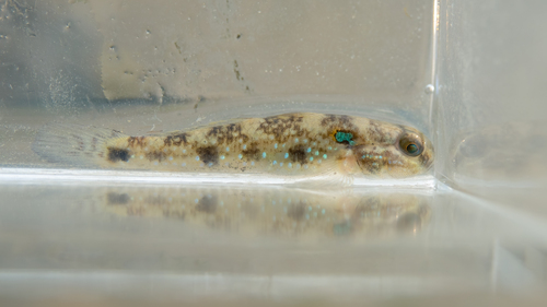 Green-shoulder Goby