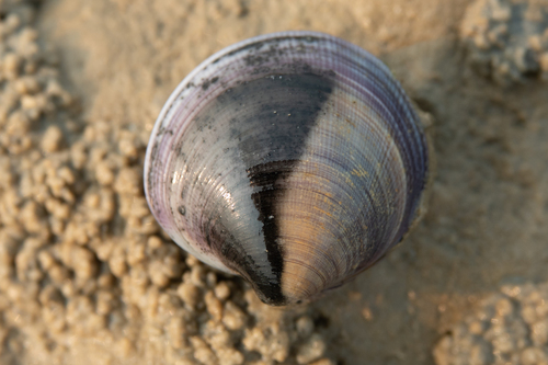 Chinese Venus Clam