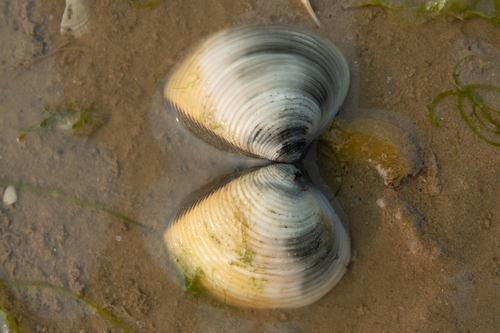 Lyrate Hard Clam