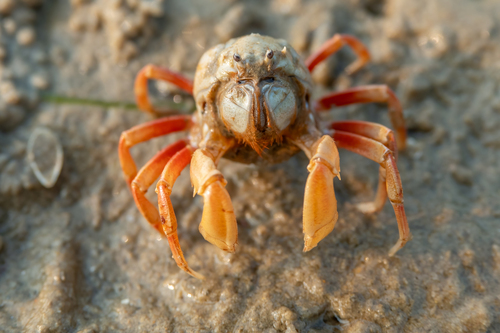 Mictyris brevidactylus