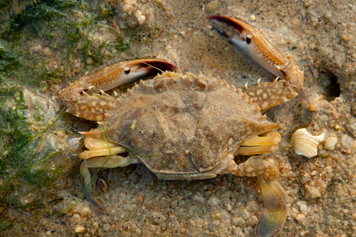 Asian Blue Swimming Crab